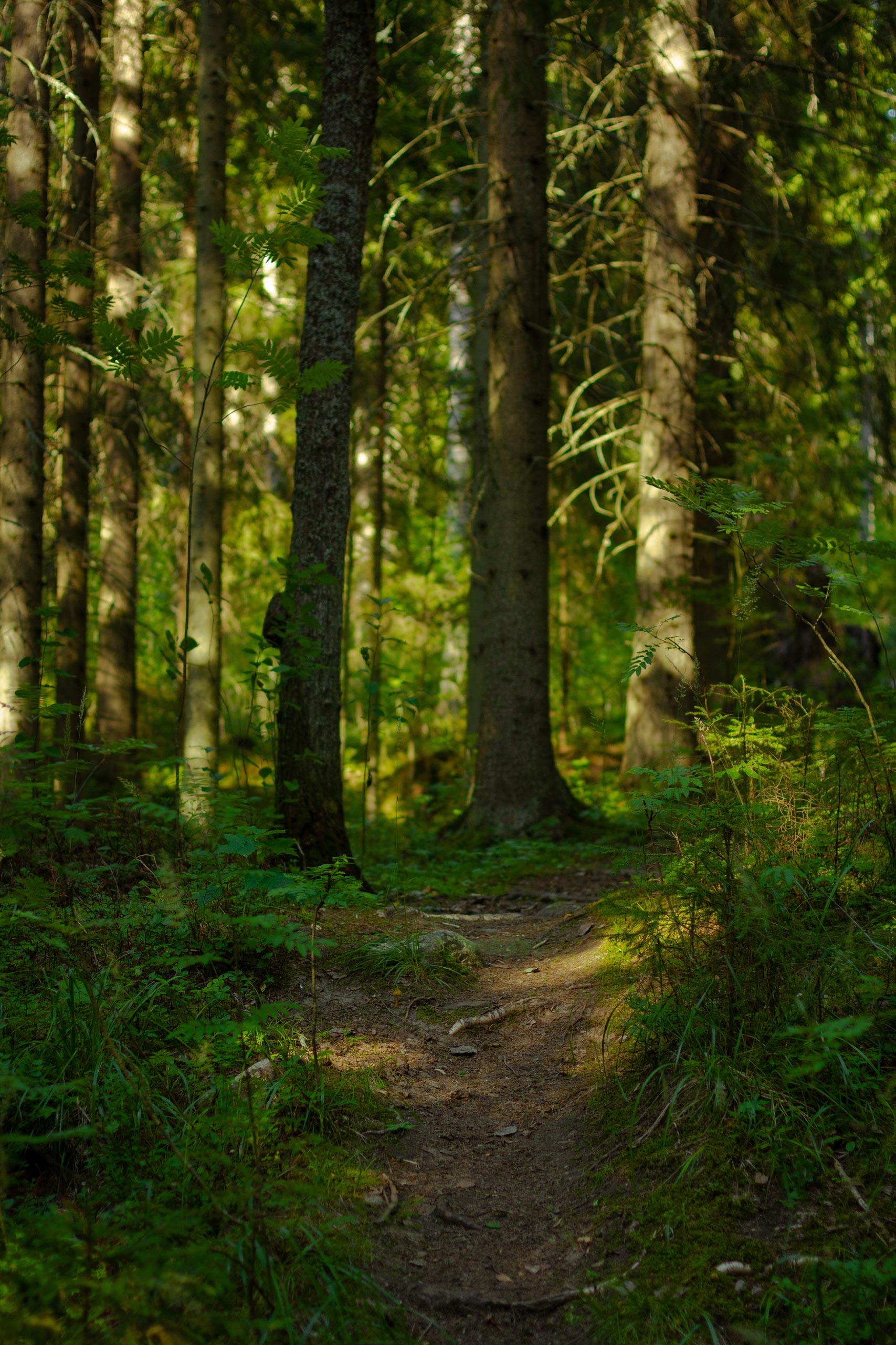 Metsäpolku kesäisessä sekametsässä